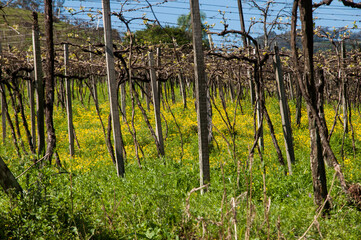 Vineyard in brazil with a blue sky in the background