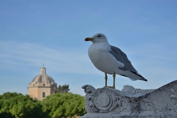 Obraz premium seagull on the pier