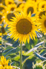 Field of sunflowers in Provence.