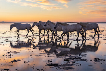 Herd of Camargue horses in the marshes at dawn.