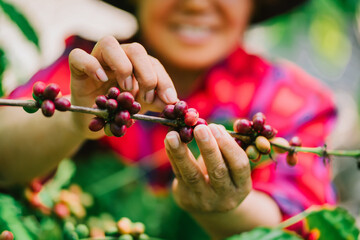 Close-up view of red coffee cherries and an Asian female farmer picking fresh coffee berries,...