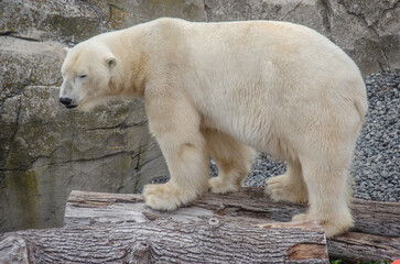 A polar bear in the zoo