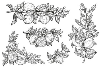 Fototapeta premium set of black and white hand drawing lemons