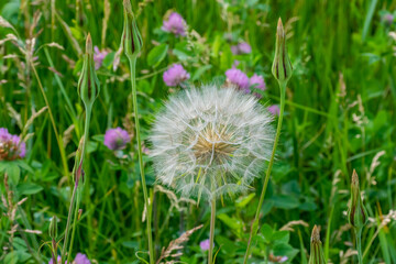 White Fluff Of The Dandelion Flower Gone To Seed