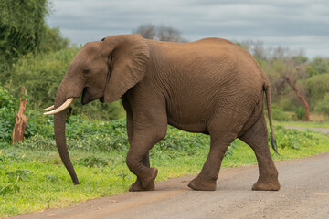 Fototapeta na wymiar African bush elephant - Loxodonta africana - African savanna elephant crossing road with green background at Kruger National Park in South Africa.