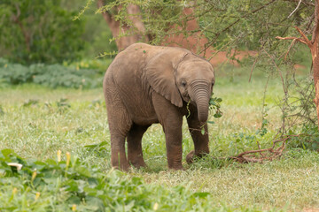 Fototapeta premium African bush elephant - Loxodonta africana - also known as the African savanna elephant calf with green background at Kruger National Park in South Africa.
