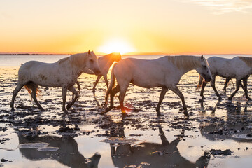 Fototapeta na wymiar Herd of Camargue horses in the marshes at dawn.
