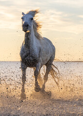 Camargue horse running through water at sunrise.