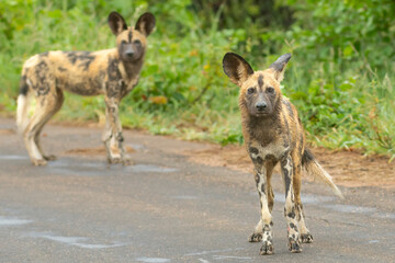 Fototapeta premium Pack of african wild dogs - Lycaon pictus - walking on ground with green vegetation in background. Photo Kruger National Park in South Africa close to Punda Maria Rest Camp.