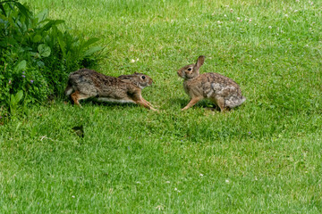 Two Wild Cottontail Rabbits Playing In The Grass In Summer