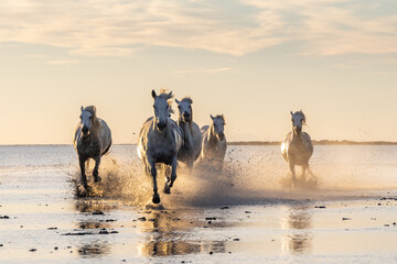Camargue horses running through water at sunrise.