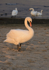 Obraz premium swans on the lake