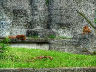 lions chilling