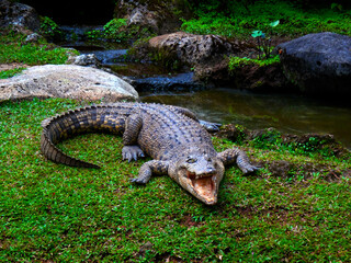 Crocodile on guard