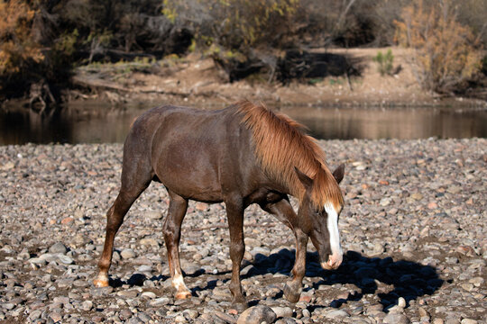 Liver chestnut stallion wild horse on the gravel riverbank of the Salt River near Mesa Arizona United States