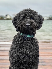 black dog on water