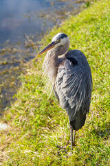 Blue heron