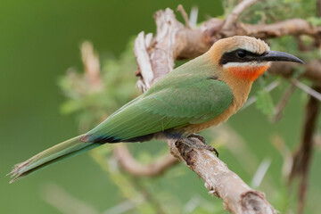 White-fronted bee-eater - Merops bullockoides - perched with green background. Photo from Kruger National Park in South Africa.
