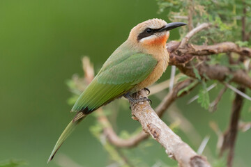 White-fronted bee-eater - Merops bullockoides- perched with green background. Photo from Kruger National Park in South Africa.