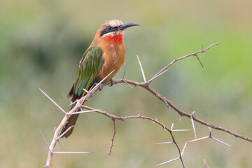 White-fronted bee-eater - Merops bullockoides- perched with green background. Photo from Kruger National Park in South Africa.