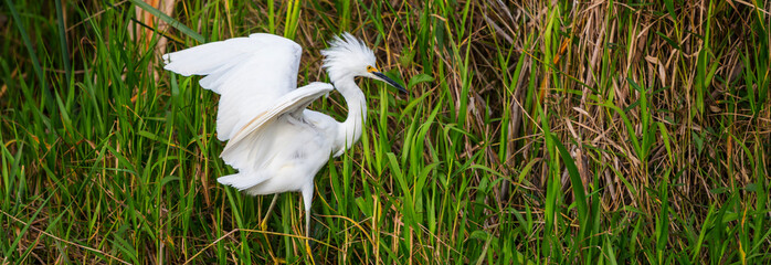 Egret