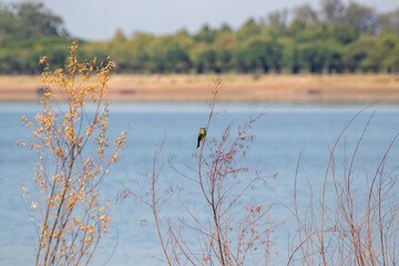 En la orilla del río Uruguay