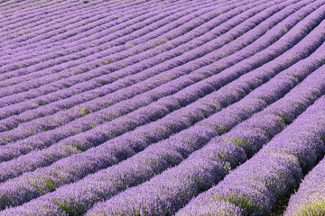 Fototapeta premium Rows of lavendar growing in Provence.