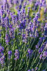 Close up of lavendar growing in the south of France.