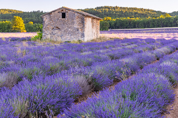 Small stone building in a lavendar field.