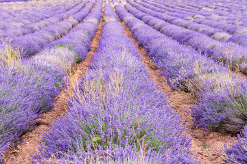 Obraz na płótnie Canvas Rows of lavendar growing in red soil.