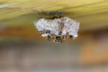 wasps build a nest on a wooden roof
