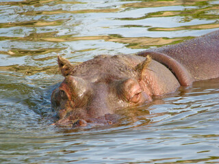 The head of a hippopotamus protrudes from the water. A beautiful close up.