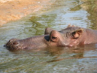 The head of a hippopotamus protrudes from the water. A beautiful close up.