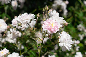 Obraz na płótnie Canvas Rambler-Rose Pauls Himalayan Musk, Blüten-Büschel nah