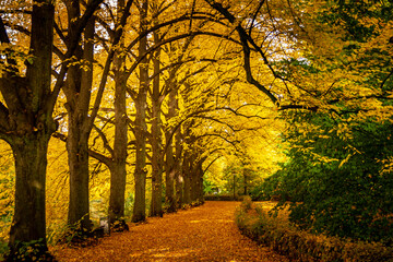A path covered by autumn leaves. On the left are old trees