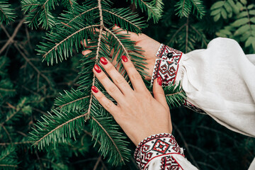 Woman's hand in embroidered ukrainian dress touching spruce branch in forest
