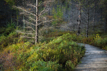 A boardwalk offers and easy path into a tamarack bog in Northern Wisconsin.