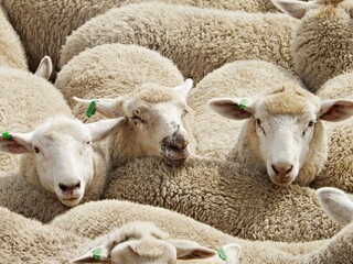 Schafe im Tiertransport
