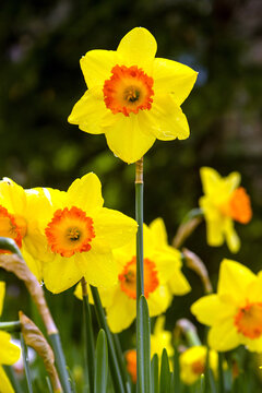 daffodils in the garden