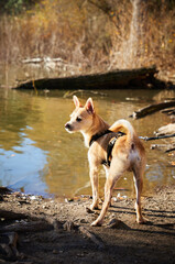 Perro de paseo en una mañana soleada en un lago 
