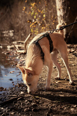 Perro de paseo en una mañana soleada en un lago 
