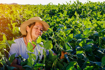 Farmer woman or Agronomist inspecting soya bean crops growing in the farm field. Agriculture production concept. agronomist examines soybean crop on field in summer. Farmer on soybean field