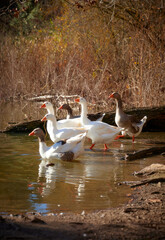 Duck and swan swimming in a sunny morning on a lake and a river