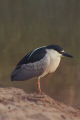 black crowned night heron