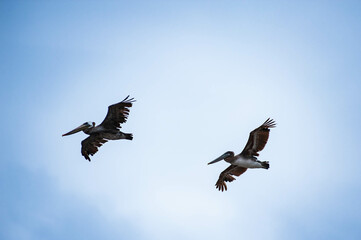Obraz premium pelicans male and female in motion on blue sky at Cape Disappointment State Park, Washington state, USA