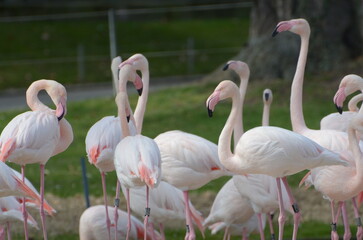 Flamingos