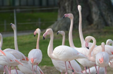Flamingos
