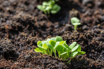 Fresh salad seedlings growing in the garden