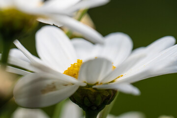 White and yellow Bellis perennis flowers.