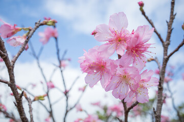 沖縄で日本一早く開花するピンク色の寒緋桜の花	